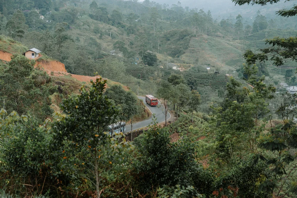 Bergweg door groen theelandschap in Sri Lanka.
