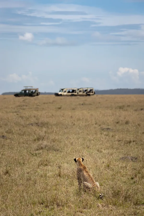 Jachtluipaard kijkt richting safarijeeps in de savanne.