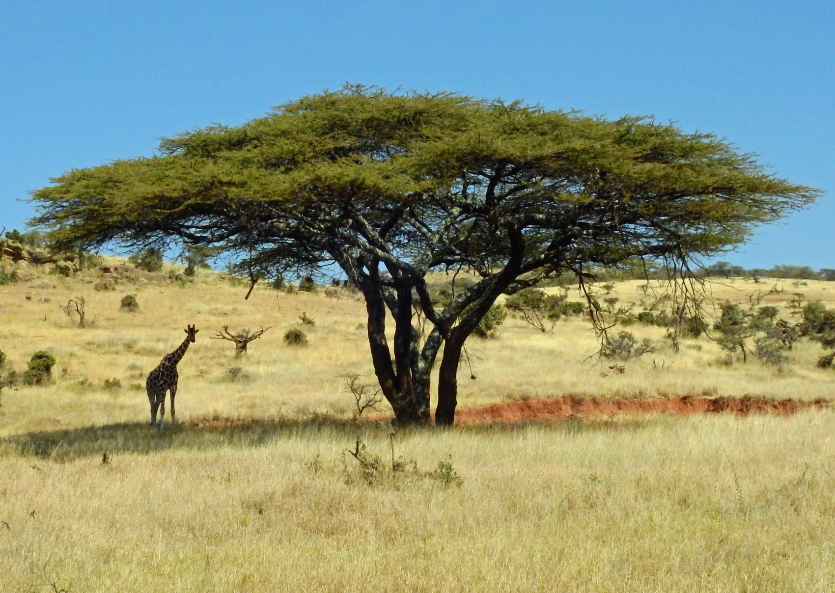 Een giraffe bij een acaciaboom op de savanne van Kenia