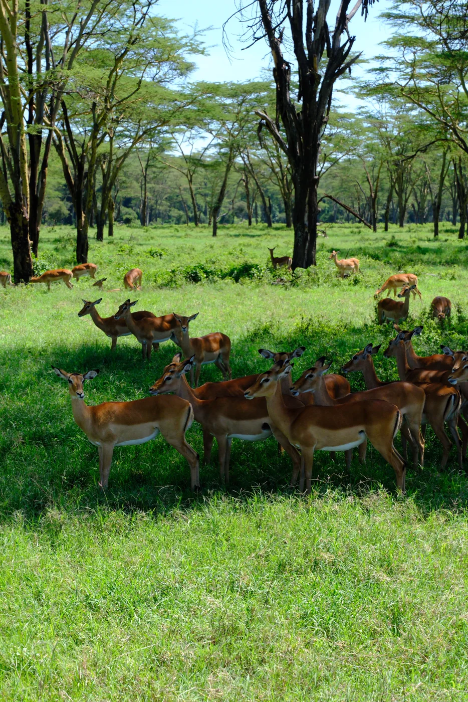 Een kudde impala's tussen bomen op een grasvlakte in Kenia