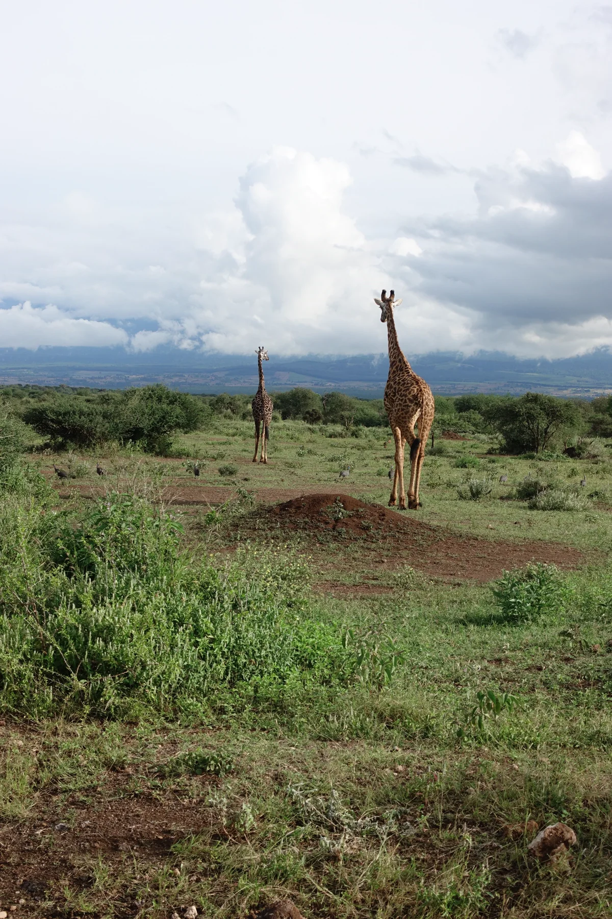 Twee giraffen op de savanne van Kenia, met wolken en heuvels aan de horizon